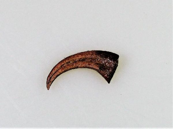 Replica Saurornitholestes Claw For Sale-2