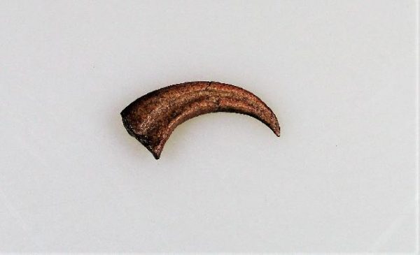 Replica Saurornitholestes Claw For Sale