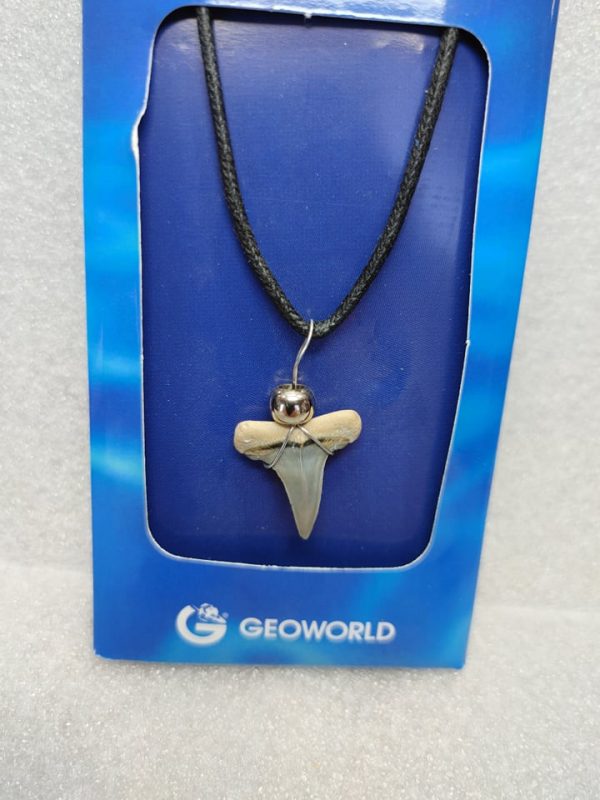 Shark Tooth Necklace For Sale #11a