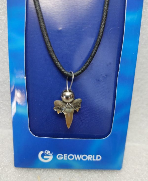 Shark Tooth Necklace For Sale #9a