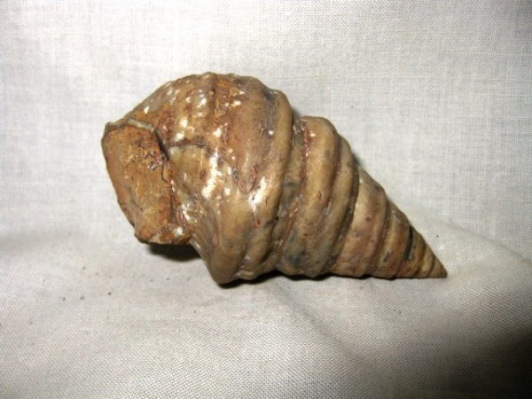 Spanish Gymnentone Gastropod 12