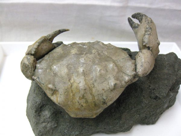 Genuine Eocene Age Spanish Harpactocarcinus Crab Fossil for Sale #6c