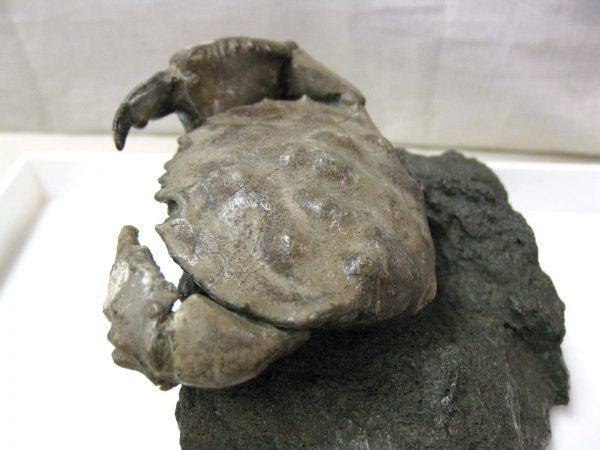 Genuine Eocene Age Spanish Harpactocarcinus Crab Fossil for Sale #7b