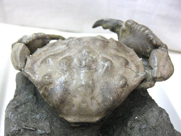 Genuine Eocene Age Spanish Harpactocarcinus Crab Fossil for Sale #7c