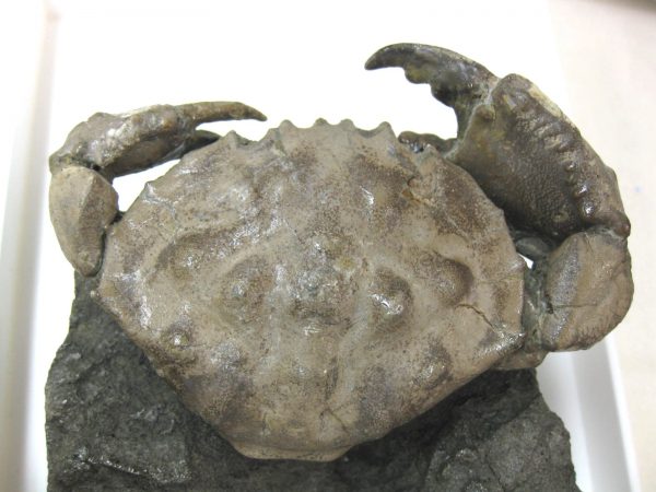 Genuine Eocene Age Spanish Harpactocarcinus Crab Fossil for Sale #7e