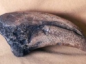 Replica T-Rex Foot Claw For Sale