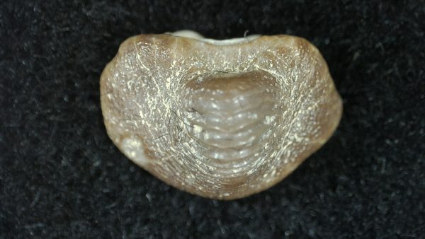 Genuine Cretaceous Age Ptychodus Crusher Shark Tooth Fossil for Sale from South Texas #11