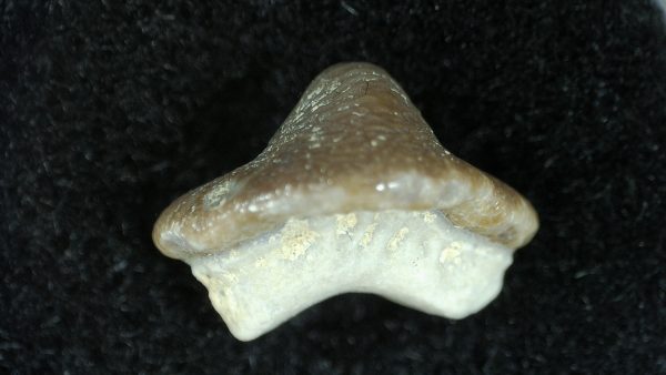 Genuine Cretaceous Age Ptychodus Crusher Shark Tooth Fossil for Sale from South Texas #11a