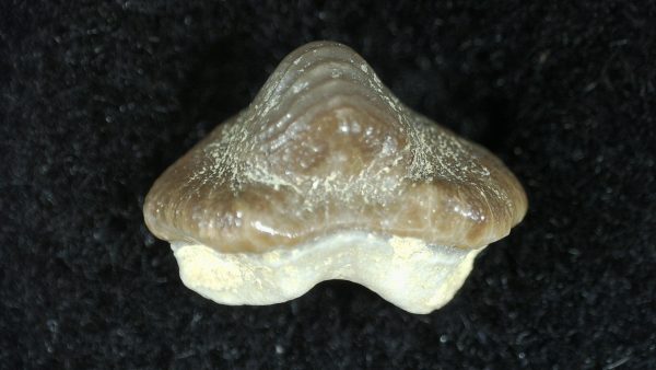 Genuine Cretaceous Age Ptychodus Crusher Shark Tooth Fossil for Sale from South Texas #11b