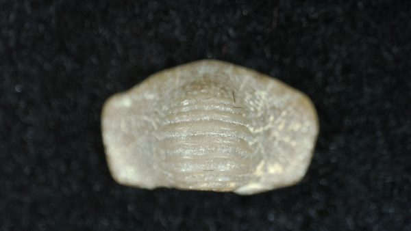 Genuine Cretaceous Age Ptychodus Crusher Shark Tooth Fossil for Sale from South Texas #15