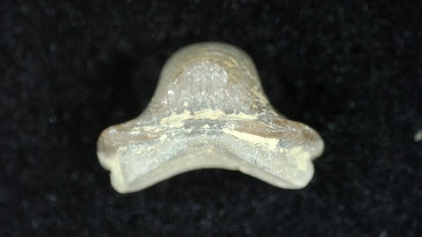 Genuine Cretaceous Age Ptychodus Crusher Shark Tooth Fossil for Sale from South Texas #15a