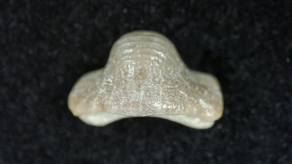 Genuine Cretaceous Age Ptychodus Crusher Shark Tooth Fossil for Sale from South Texas #15b