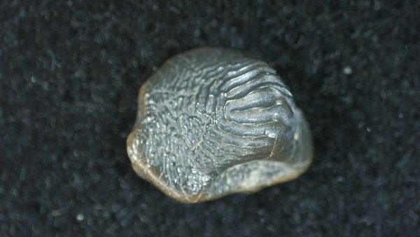 Genuine Cretaceous Age Ptychodus Crusher Shark Tooth Fossil for Sale from South Texas #19