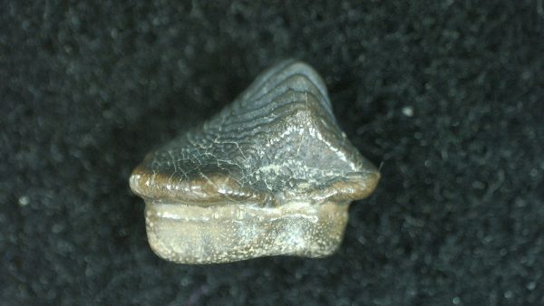 Genuine Cretaceous Age Ptychodus Crusher Shark Tooth Fossil for Sale from South Texas #19a