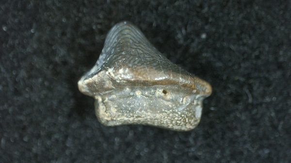 Genuine Cretaceous Age Ptychodus Crusher Shark Tooth Fossil for Sale from South Texas #19b