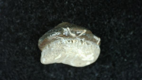 Genuine Cretaceous Age Ptychodus Shark Tooth for sale from Texas #24b