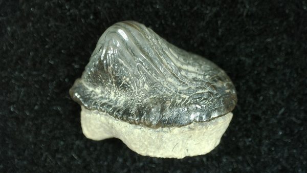 Genuine Cretaceous Age Ptychodus Shark Tooth for sale from Texas #25a