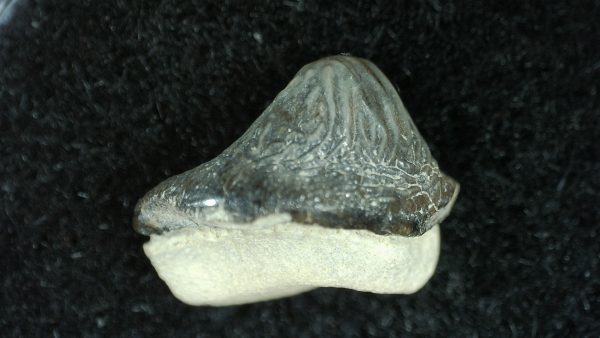 Genuine Cretaceous Age Ptychodus Shark Tooth for sale from Texas #25b