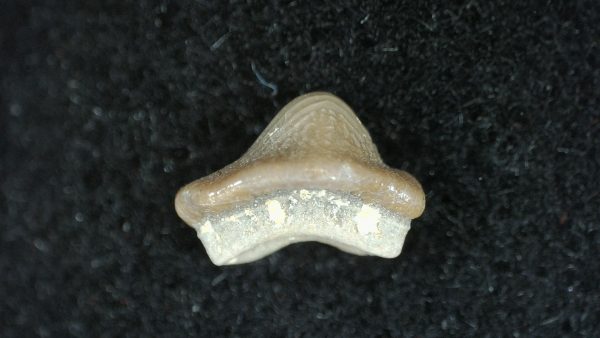 Genuine Cretaceous Age Ptychodus Shark Tooth for sale from Texas #27a