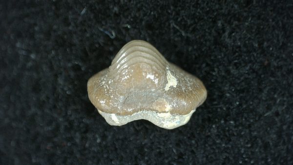 Genuine Cretaceous Age Ptychodus Shark Tooth for sale from Texas #27b