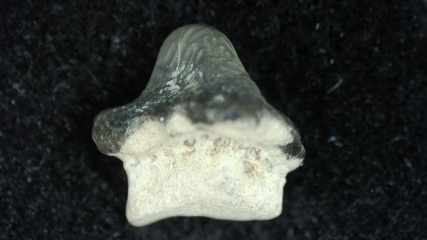 Genuine Cretaceous Age Ptychodus Crusher Shark Tooth Fossil for Sale from South Texas #2b