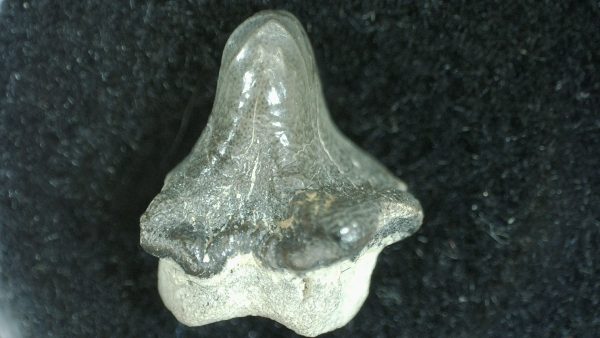 Genuine Cretaceous Age Ptychodus Crusher Shark Tooth Fossil for Sale from South Texas #4a