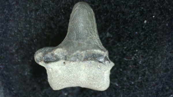 Genuine Cretaceous Age Ptychodus Crusher Shark Tooth Fossil for Sale from South Texas #4b