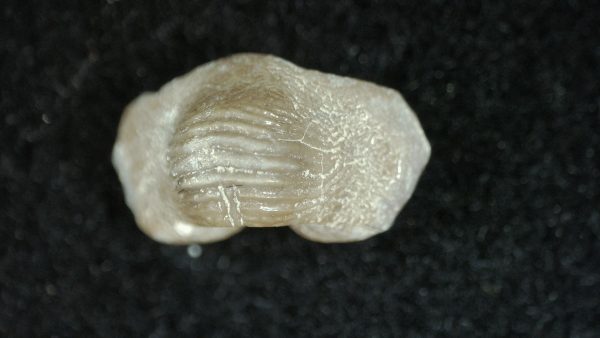 Genuine Cretaceous Age Ptychodus Crusher Shark Tooth Fossil for Sale from South Texas #5