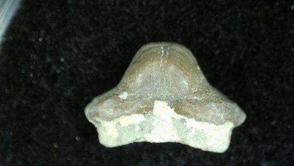 Genuine Cretaceous Age Ptychodus Crusher Shark Tooth Fossil for Sale from South Texas #5a