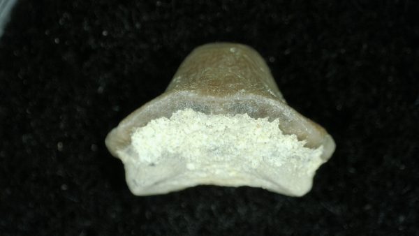 Genuine Cretaceous Age Ptychodus Crusher Shark Tooth Fossil for Sale from South Texas #5b