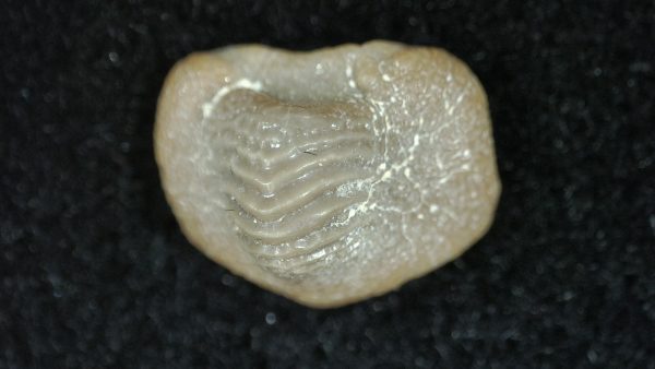 Genuine Cretaceous Age Ptychodus Crusher Shark Tooth Fossil for Sale from South Texas #7