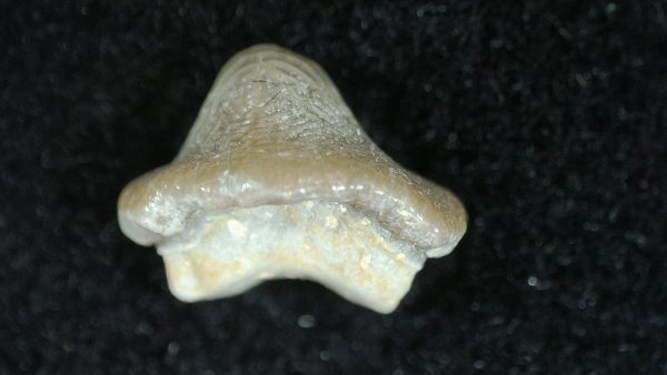 Genuine Cretaceous Age Ptychodus Crusher Shark Tooth Fossil for Sale from South Texas #7a