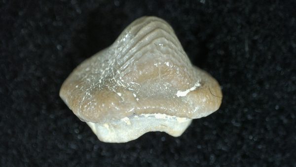 Genuine Cretaceous Age Ptychodus Crusher Shark Tooth Fossil for Sale from South Texas #7b