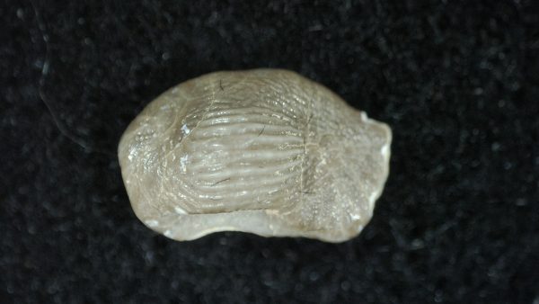 Genuine Cretaceous Age Ptychodus Crusher Shark Tooth Fossil for Sale from South Texas #8