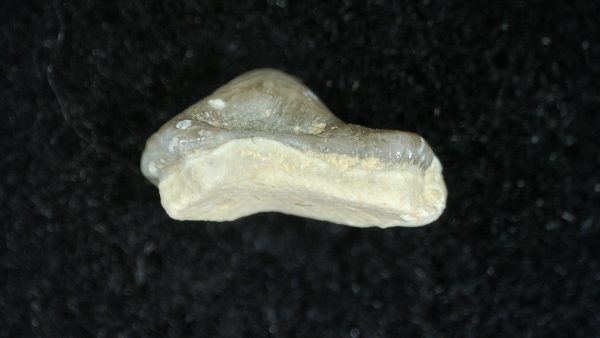 Genuine Cretaceous Age Ptychodus Crusher Shark Tooth Fossil for Sale from South Texas #8a