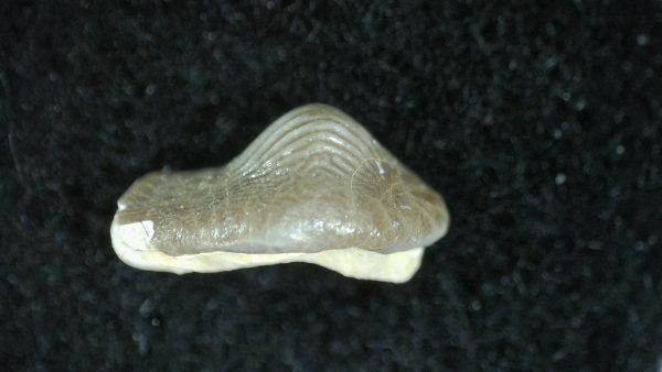 Genuine Cretaceous Age Ptychodus Crusher Shark Tooth Fossil for Sale from South Texas #8b