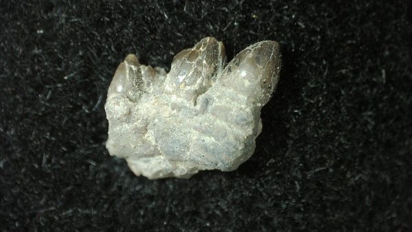 Genuine Permian Age Bolosaurus Parareptile Jaw Fossil For Sale from Texas #1-1