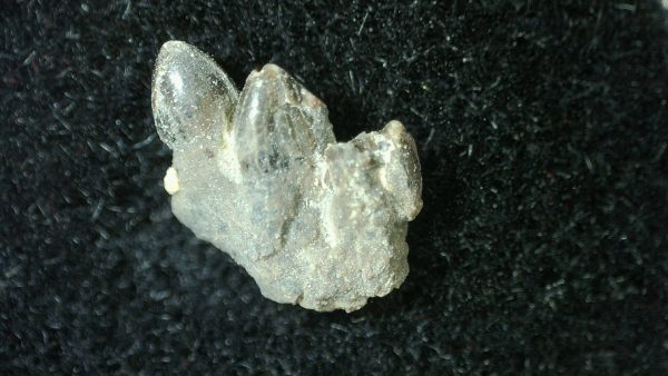 Genuine Permian Age Bolosaurus Parareptile Jaw Fossil For Sale from Texas #1a-1