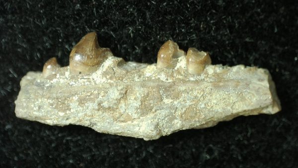 Genuine Permian Age Bolosaurus Parareptile Jaw Fossil For Sale from Texas #2-1