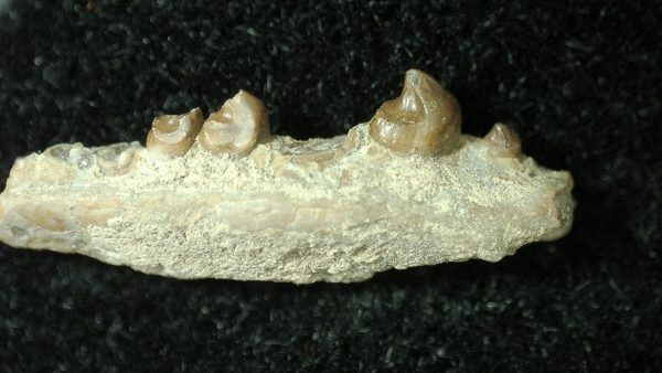 Genuine Permian Age Bolosaurus Parareptile Jaw Fossil For Sale from Texas #2a-1