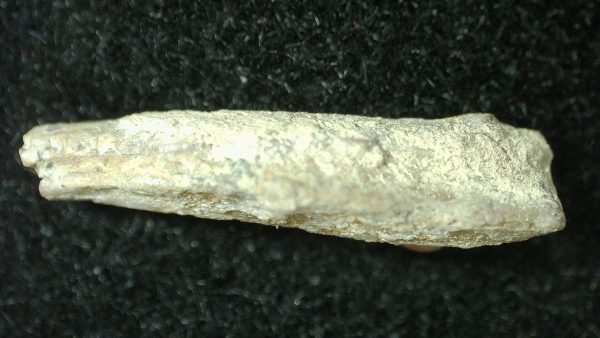 Genuine Permian Age Bolosaurus Parareptile Jaw Fossil For Sale from Texas #2c-1