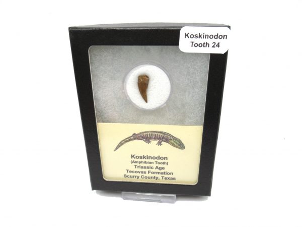 Genuine Fossil Triassic Koskinodon Amphibian Tooth from Texas for Sale #24