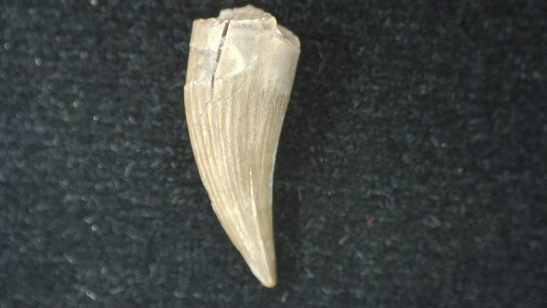 Genuine Fossil Triassic Koskinodon Amphibian Tooth from Texas for Sale #24a