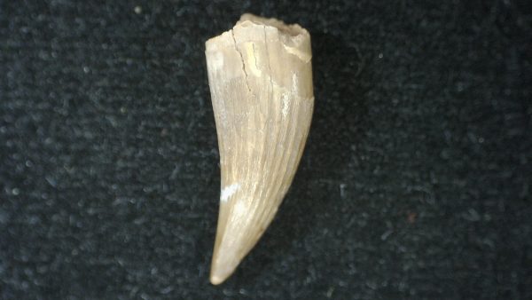 Genuine Fossil Triassic Koskinodon Amphibian Tooth from Texas for Sale #24b