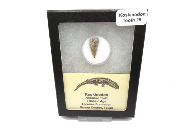 Genuine Fossil Triassic Koskinodon Amphibian Tooth from Texas for Sale #25