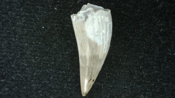 Genuine Fossil Triassic Koskinodon Amphibian Tooth from Texas for Sale #25a