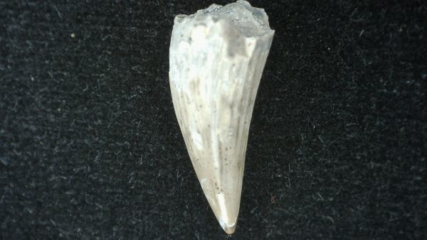 Genuine Fossil Triassic Koskinodon Amphibian Tooth from Texas for Sale #25b