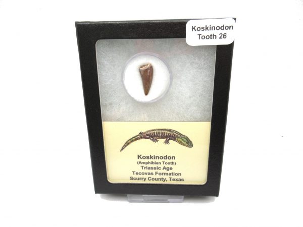 Genuine Fossil Triassic Koskinodon Amphibian Tooth from Texas for Sale #26