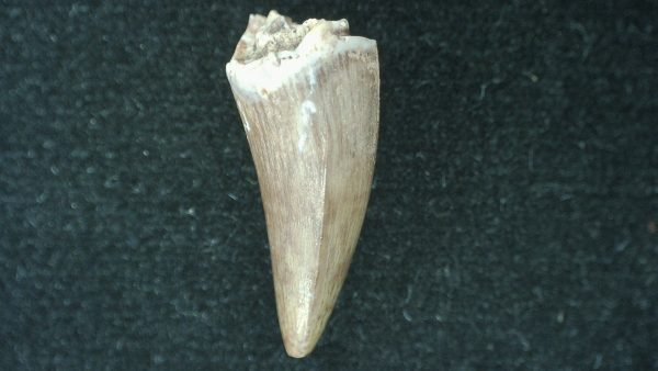 Genuine Fossil Triassic Koskinodon Amphibian Tooth from Texas for Sale #26a