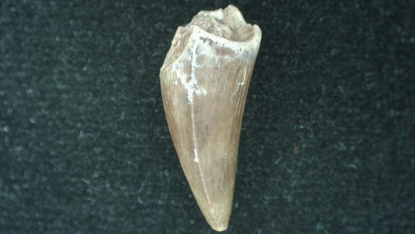 Genuine Fossil Triassic Koskinodon Amphibian Tooth from Texas for Sale #26b